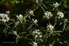 Anaphalis royleana var. concolor